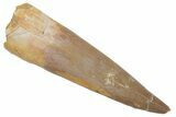 Fossil Plesiosaur (Zarafasaura) Tooth - Morocco #215837-1